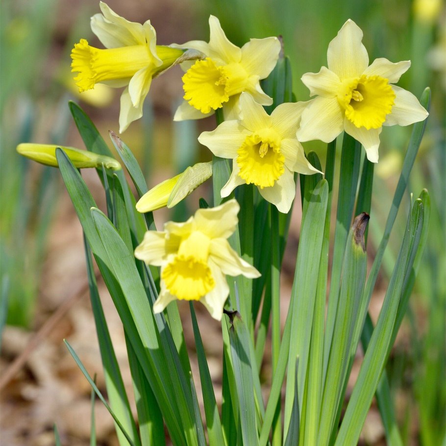 Нарцисс Дженни