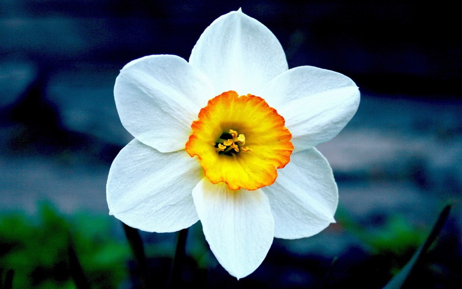 Нарцисс обыкновенный