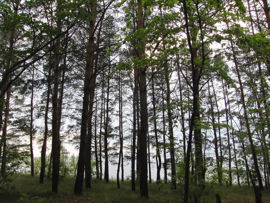 Кичигинский Бор в Увельском районе
