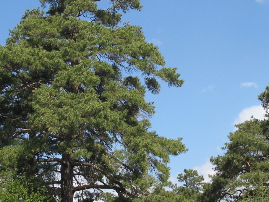 Ель канадская (сорт 'Golden Peak')