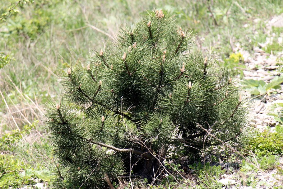 Массажное кресло JB-k002