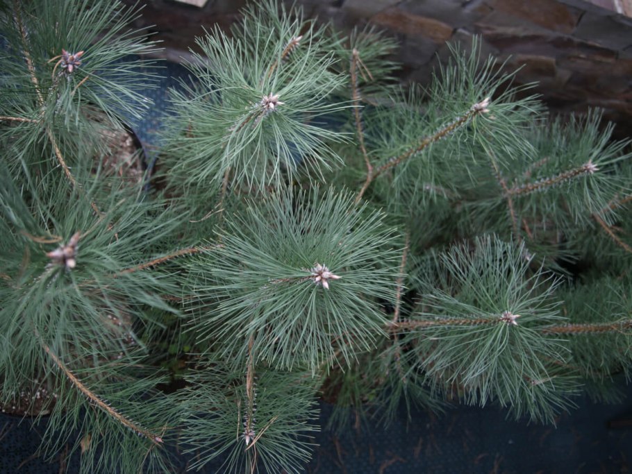 Сосна палласа крымская