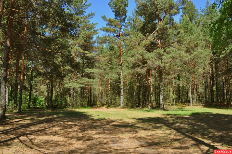 Кичигинский Бор зимой