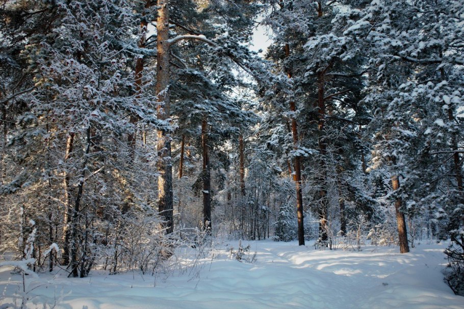Лагерь Звездный Цасучей