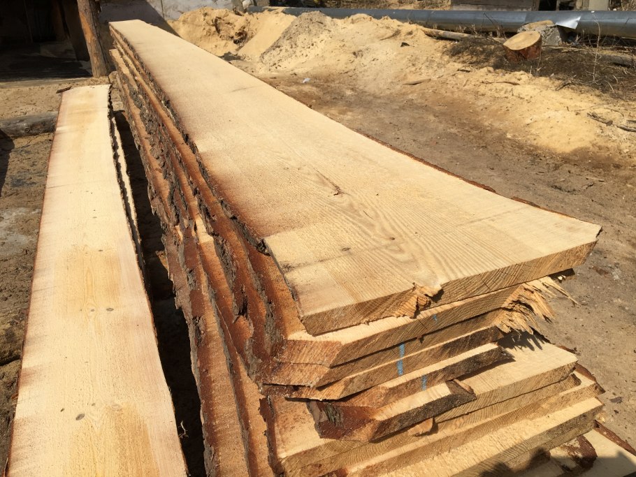 Ель колючая Венди