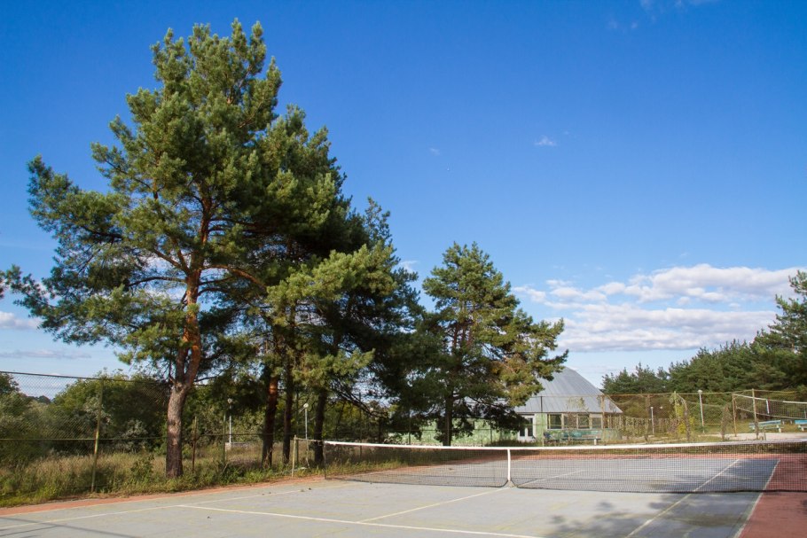 Сосна обыкновенная pinus sylvestris