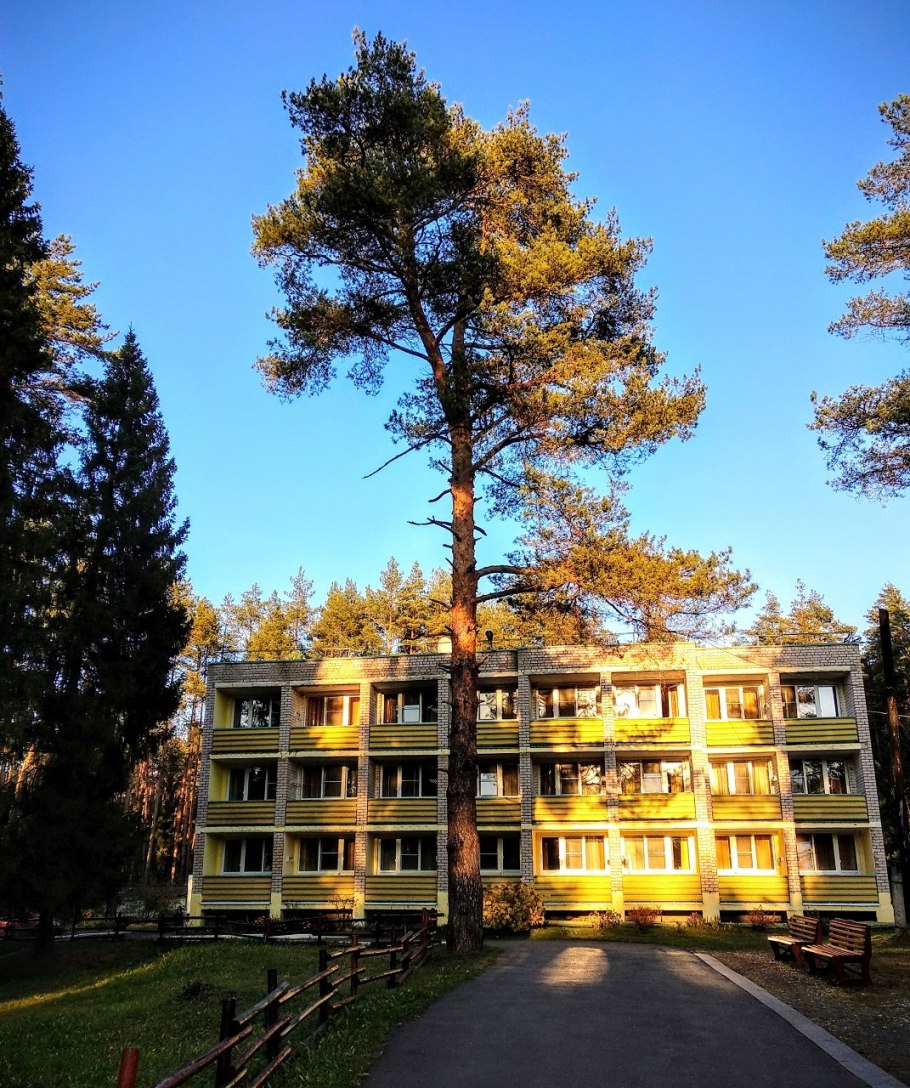 Сосны в Прокопьевске