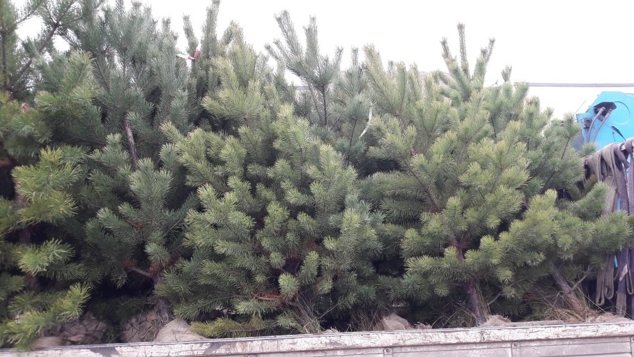 Природа в Кичигино