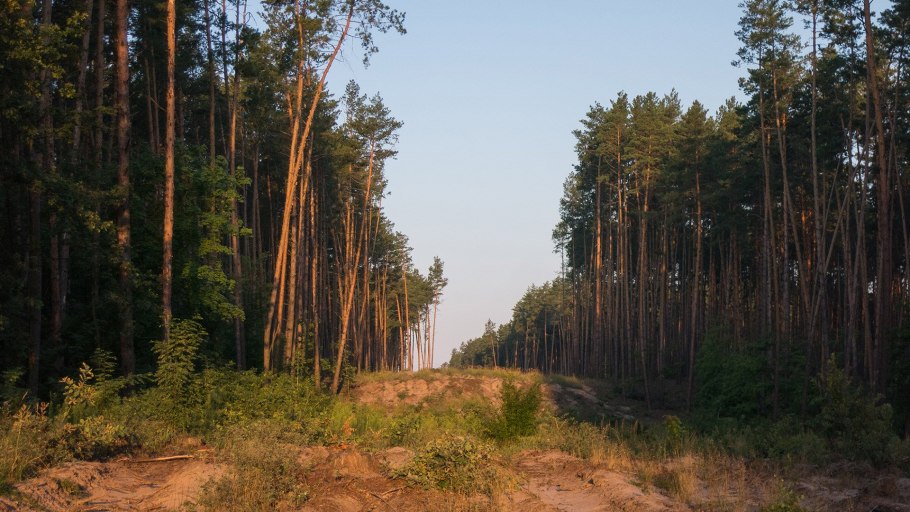 Сосна "Сибирская" 1,2м уан12