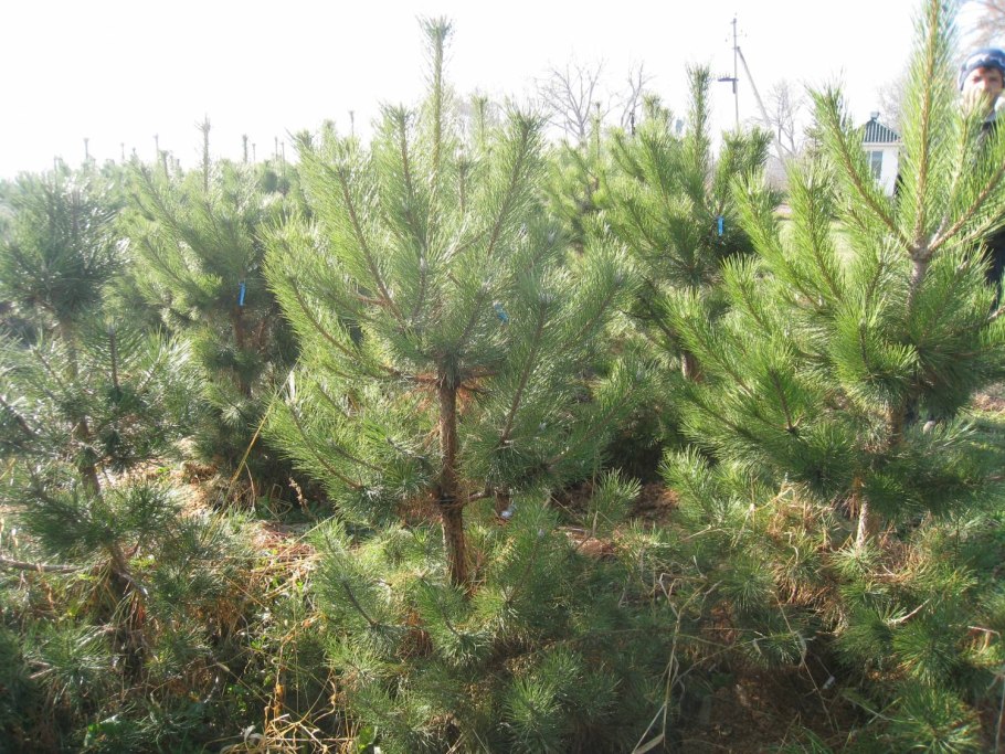 Эльдарская сосна эндемик или Реликт