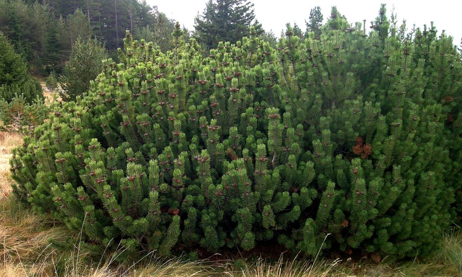 Дмитрий борзых Оренбург