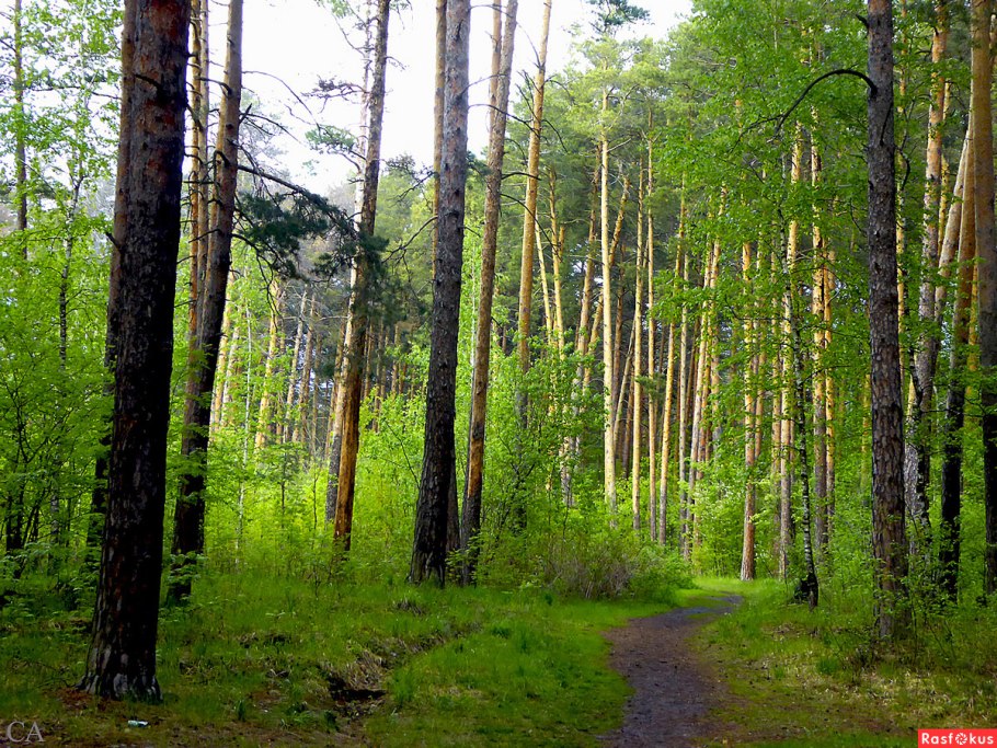 Посадки молодой сосны