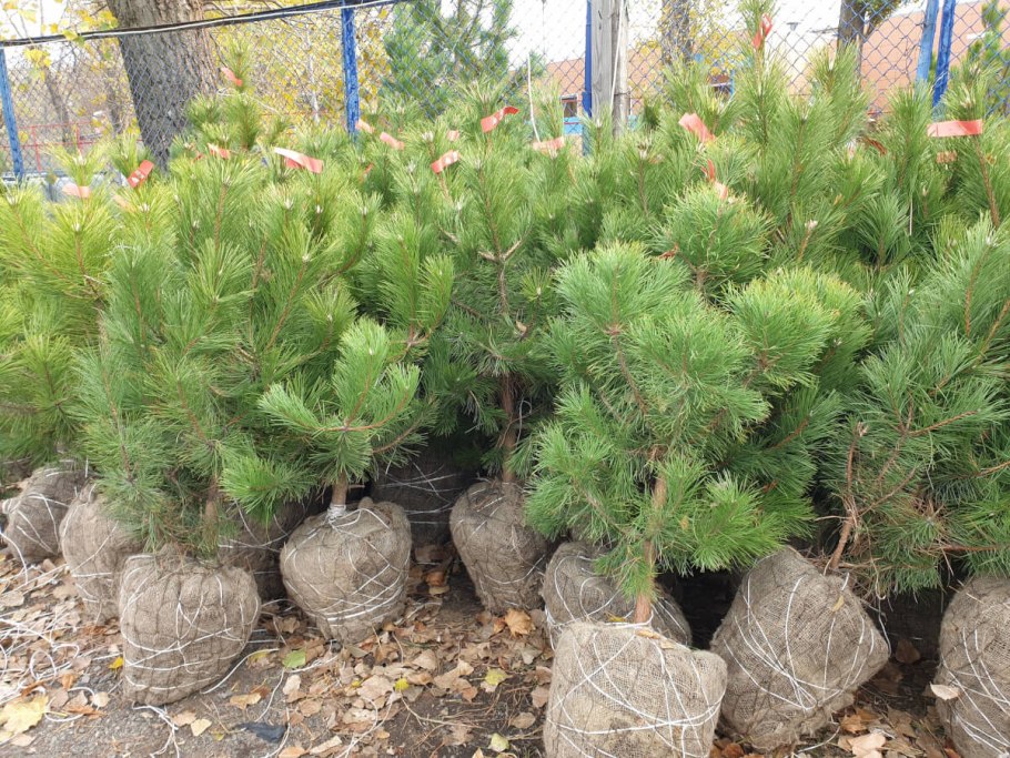 Сосна Кедровая Сибирская Сибирский кедр сеянец