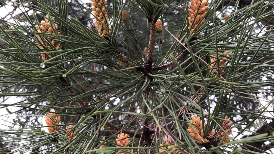 Сосновый Бор зима