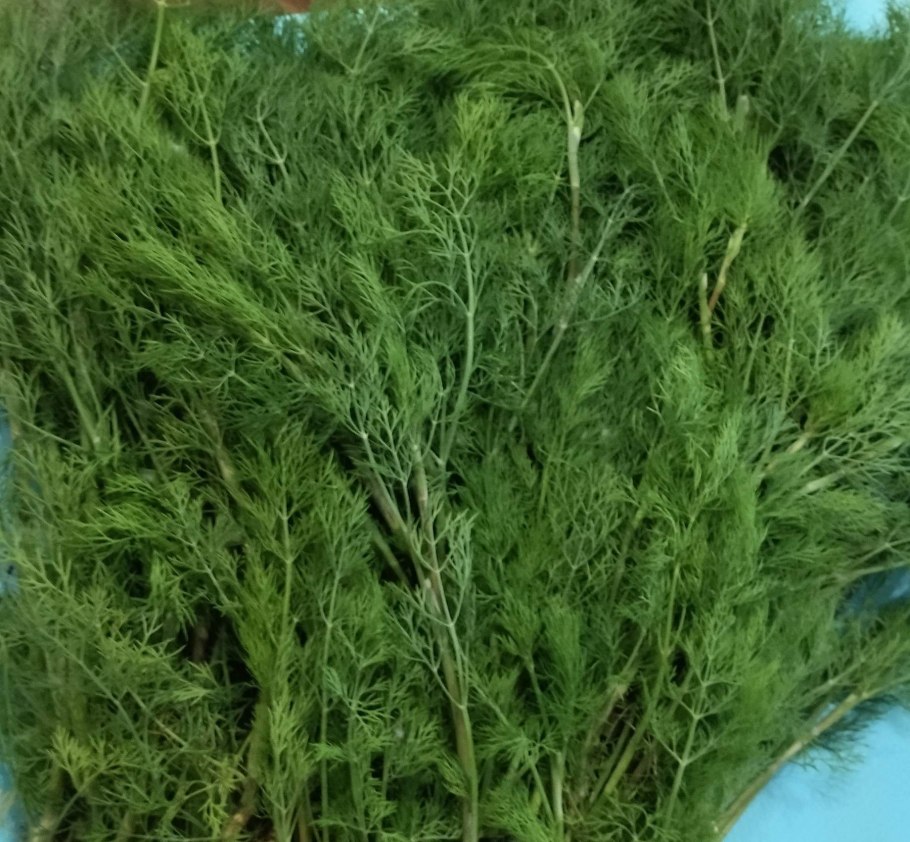 Чем полезен укроп для организма