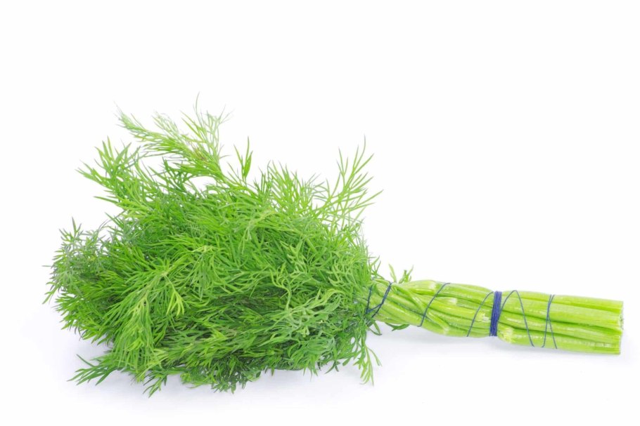 Укроп части растения