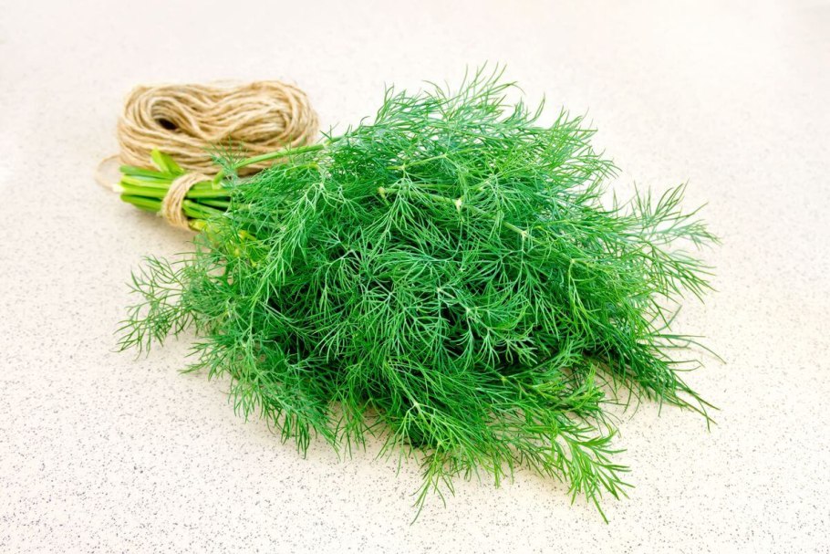 Семена. Укроп "голубой иней"