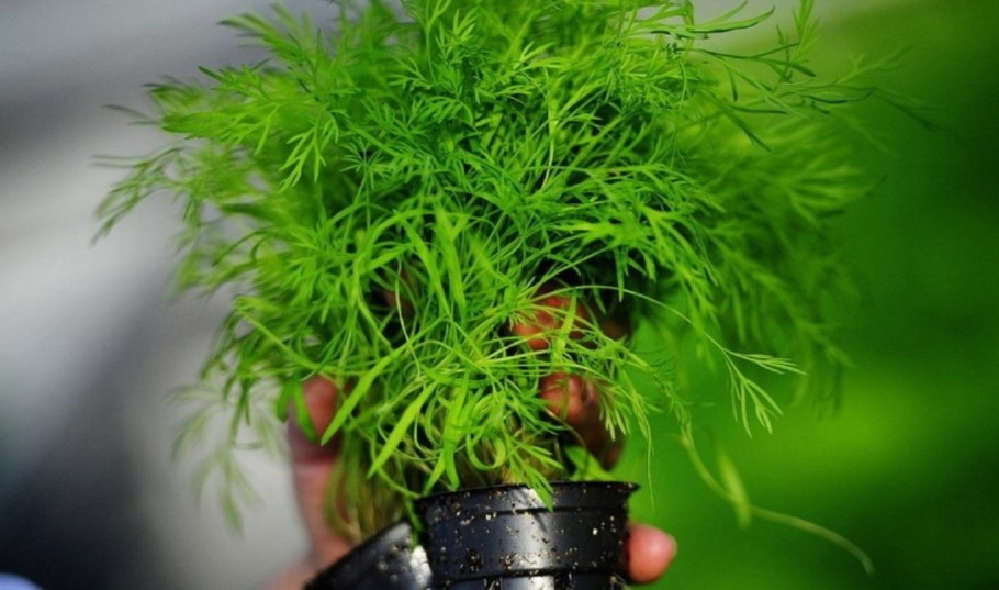 Укроп в корзине