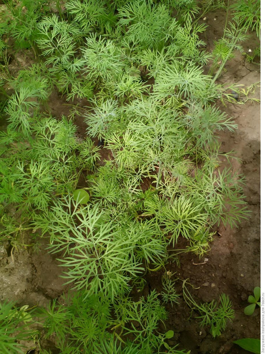 Укроп Леший