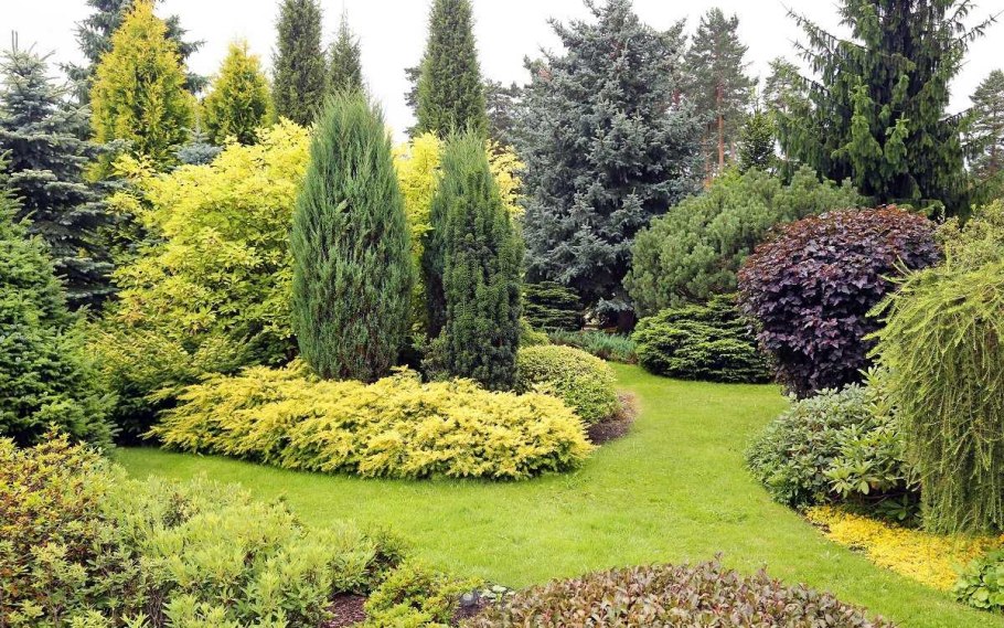 Миксбордер туя Барбарис