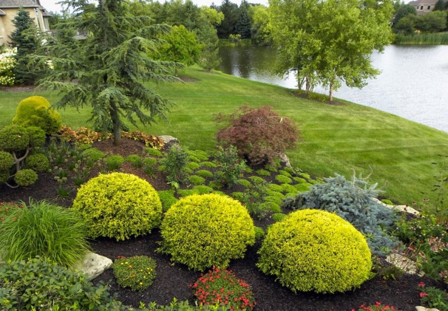 Туя Смарагд и Даника в ландшафте