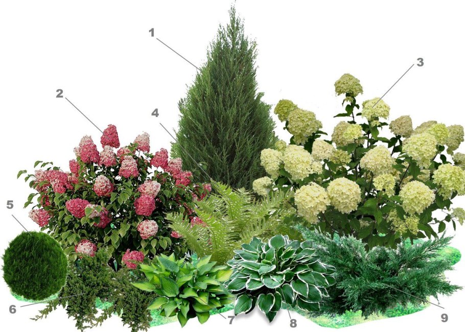 Туя Смарагд в ландшафте