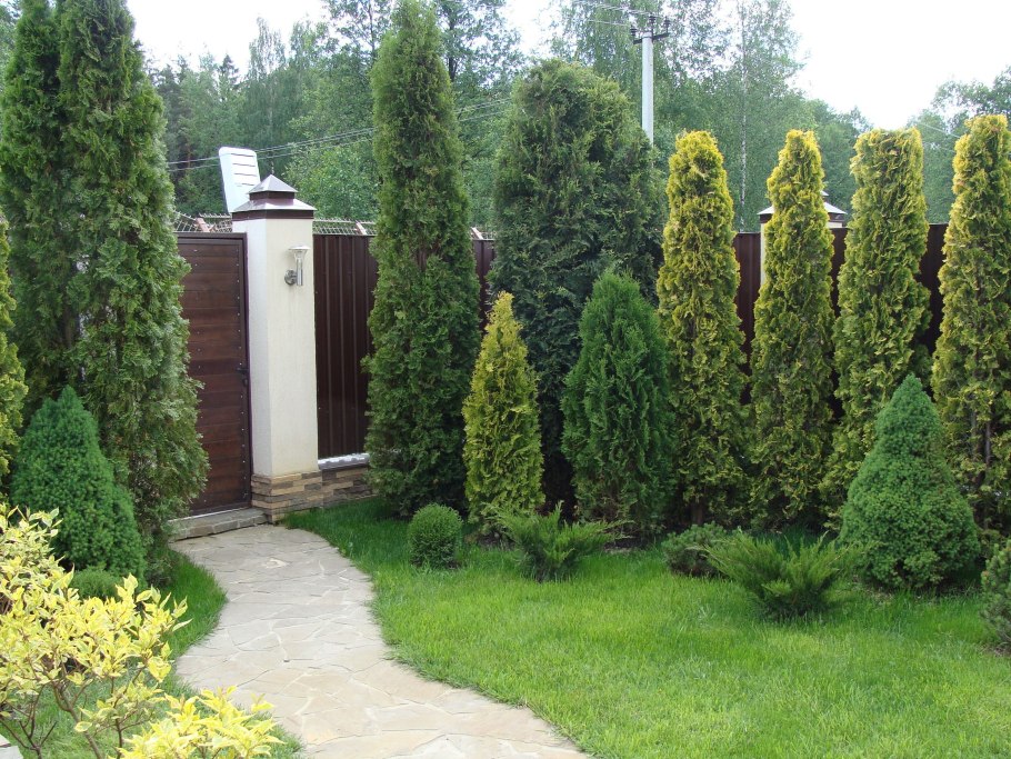 Миксбордер туя Барбарис