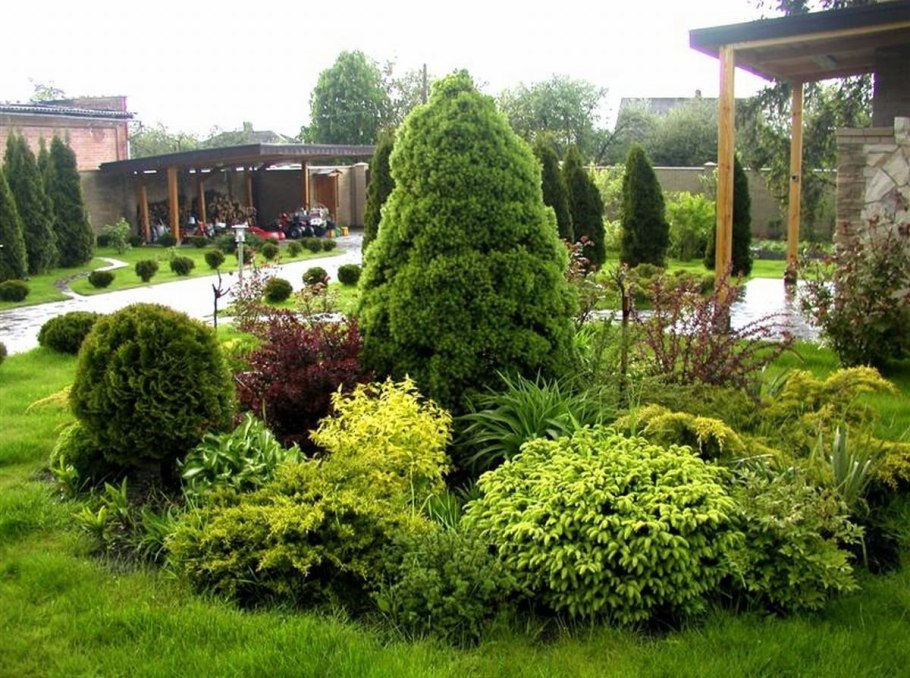 Самшит Buxus
