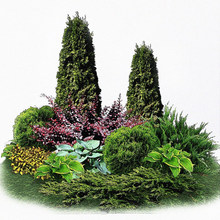 Магония в миксбордере