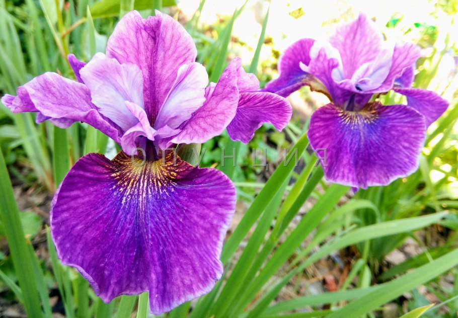 Ирис Сибирский Роузи Баус