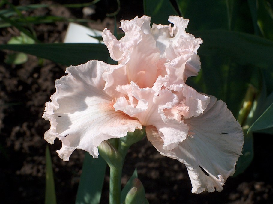 Ирис Сибирский Imperial Opal