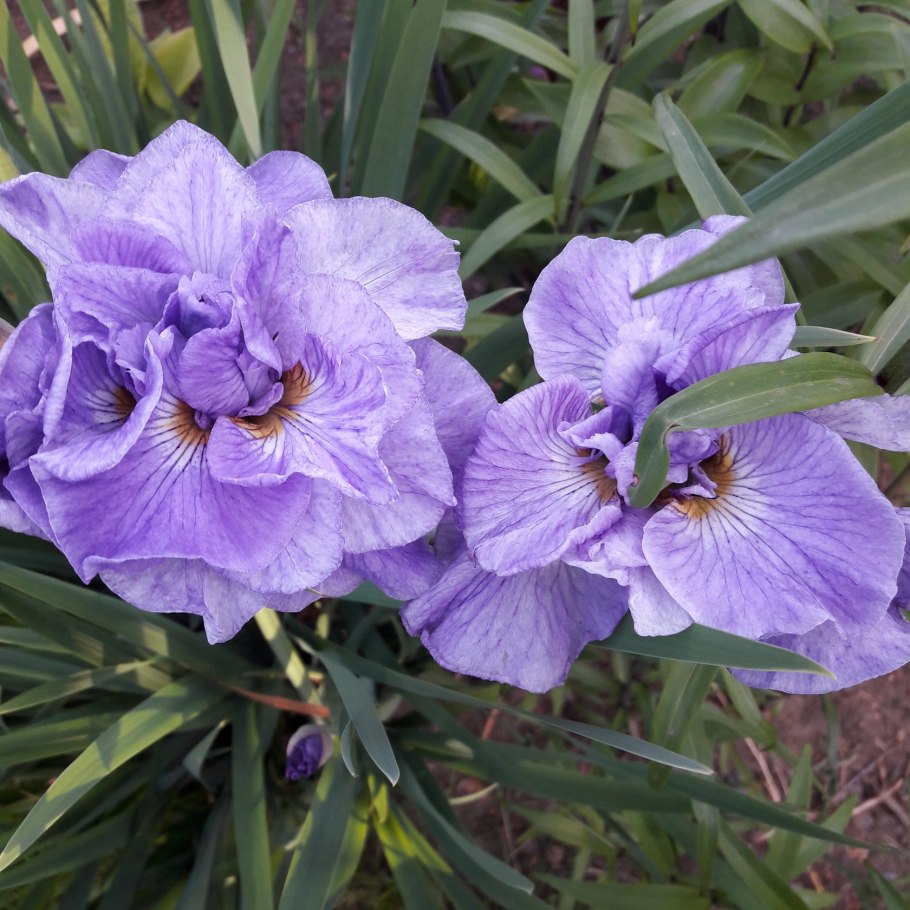 Iris sibirica Imperial Opal