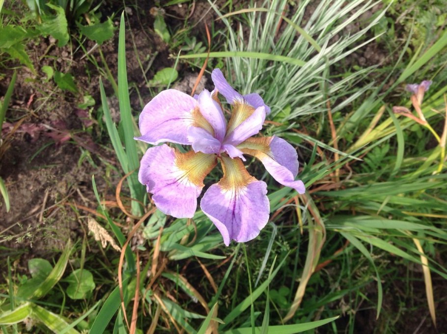 Ирис Сибирский в ландшафтном дизайне