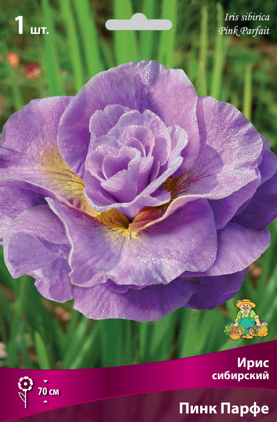 Ирис сорт Индра