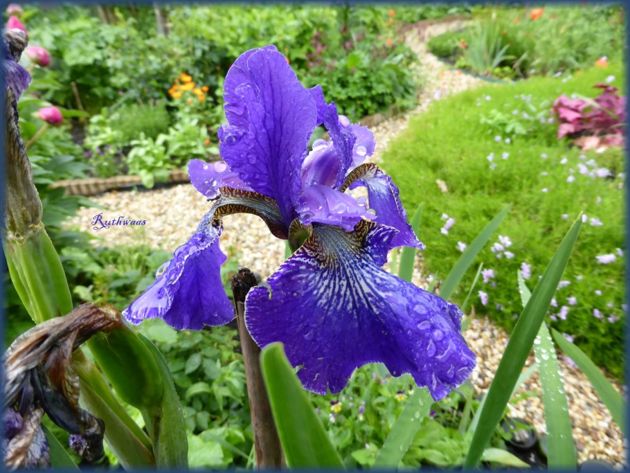 Ирис Сибирский Дримин Грин