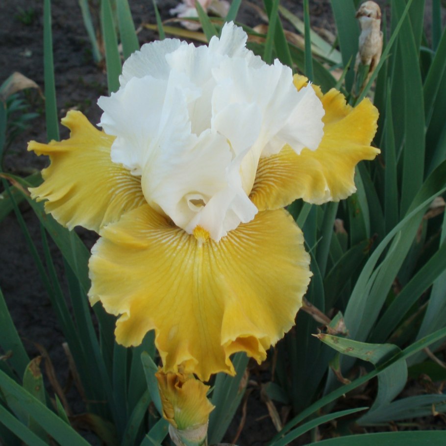 Ирис Сибирский Кембридж