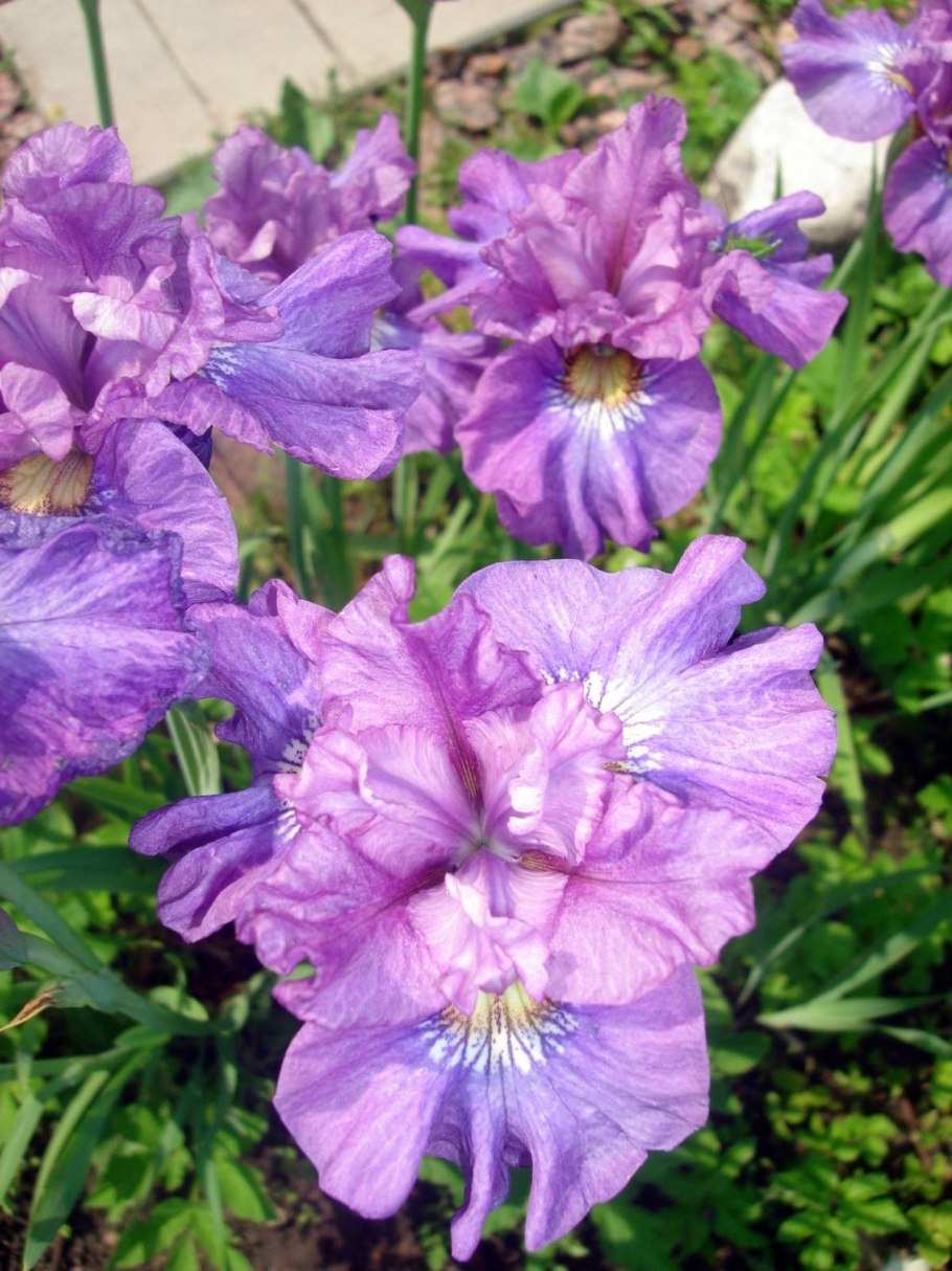 Ирис Сибирский "Pink parfait" (Iris sibirica)