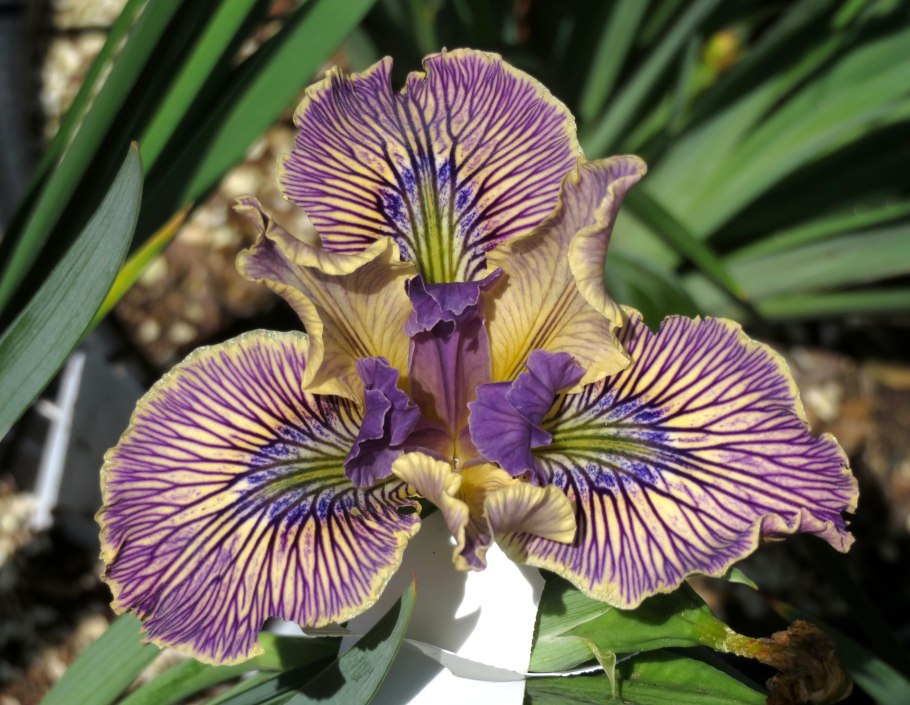 Ирис Сибирский Барселона