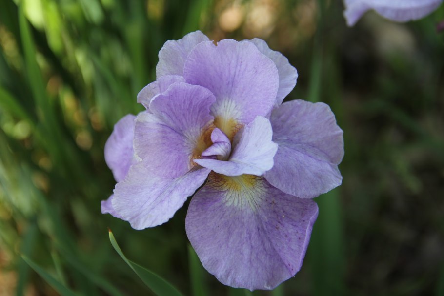 Ирис Iris sibirica Imperial Velvet
