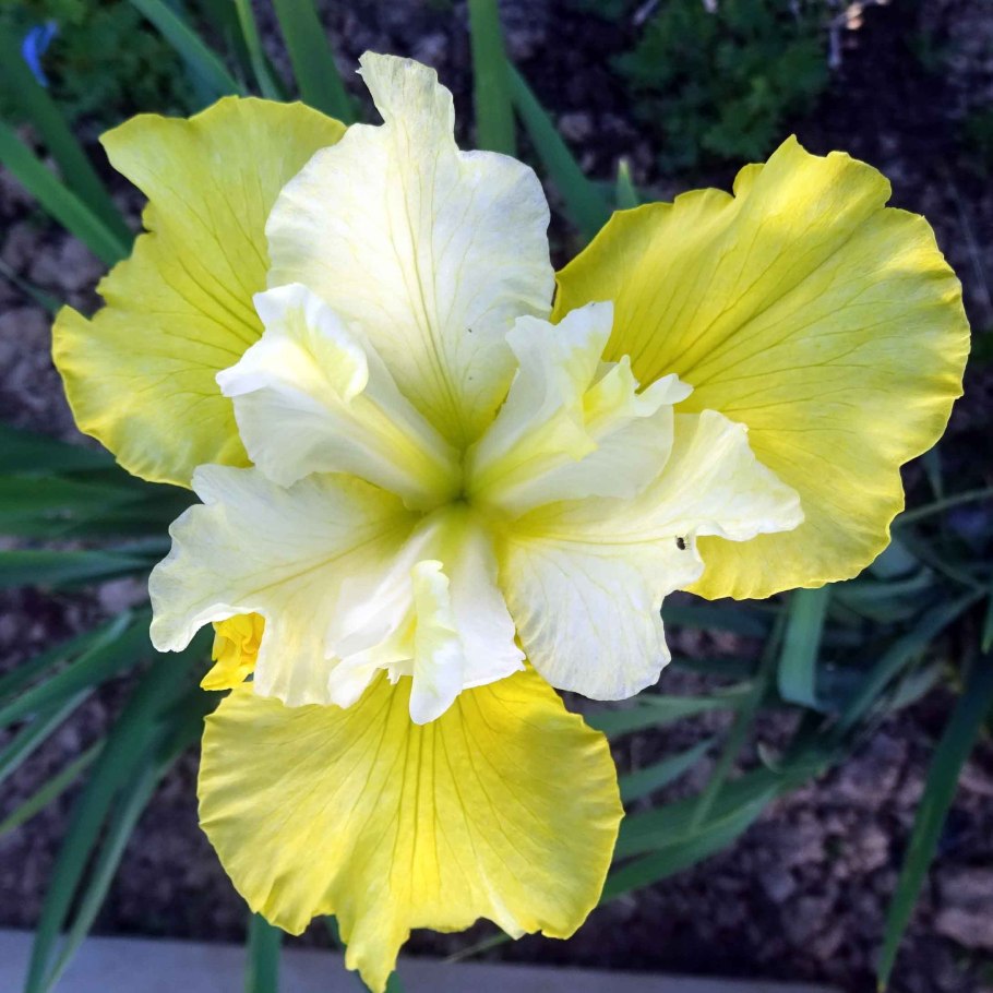 Ирис Сибирский Харпсвил Хэппинесс