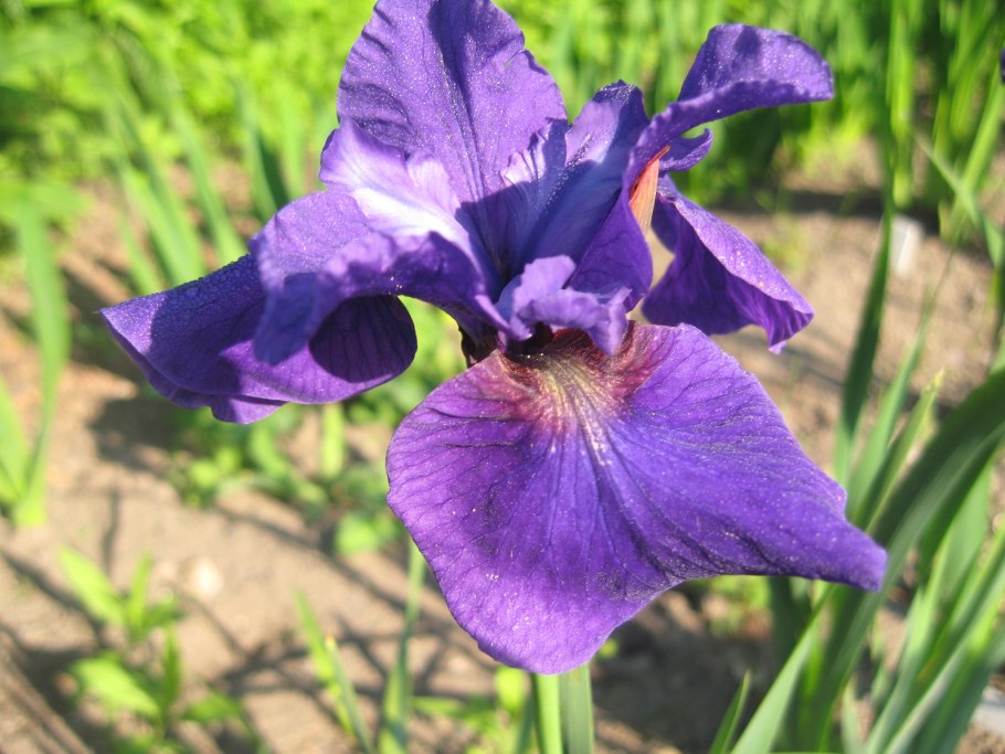 Ирис Джун Роуз