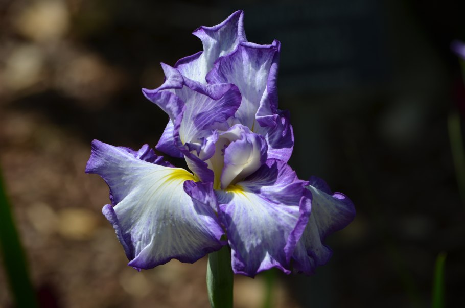 Ирис Сибирский кита-но-сейдза