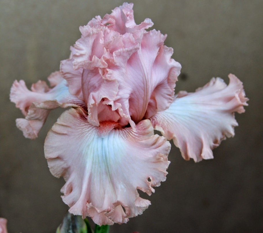 Ирис Сибирский кита-но-Сейза