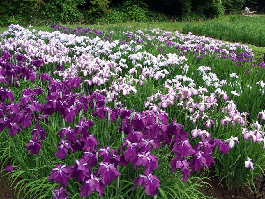 Iris sibirica Imperial Opal