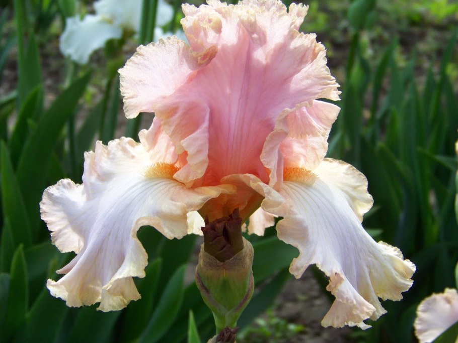 Ирис Дрим стафф