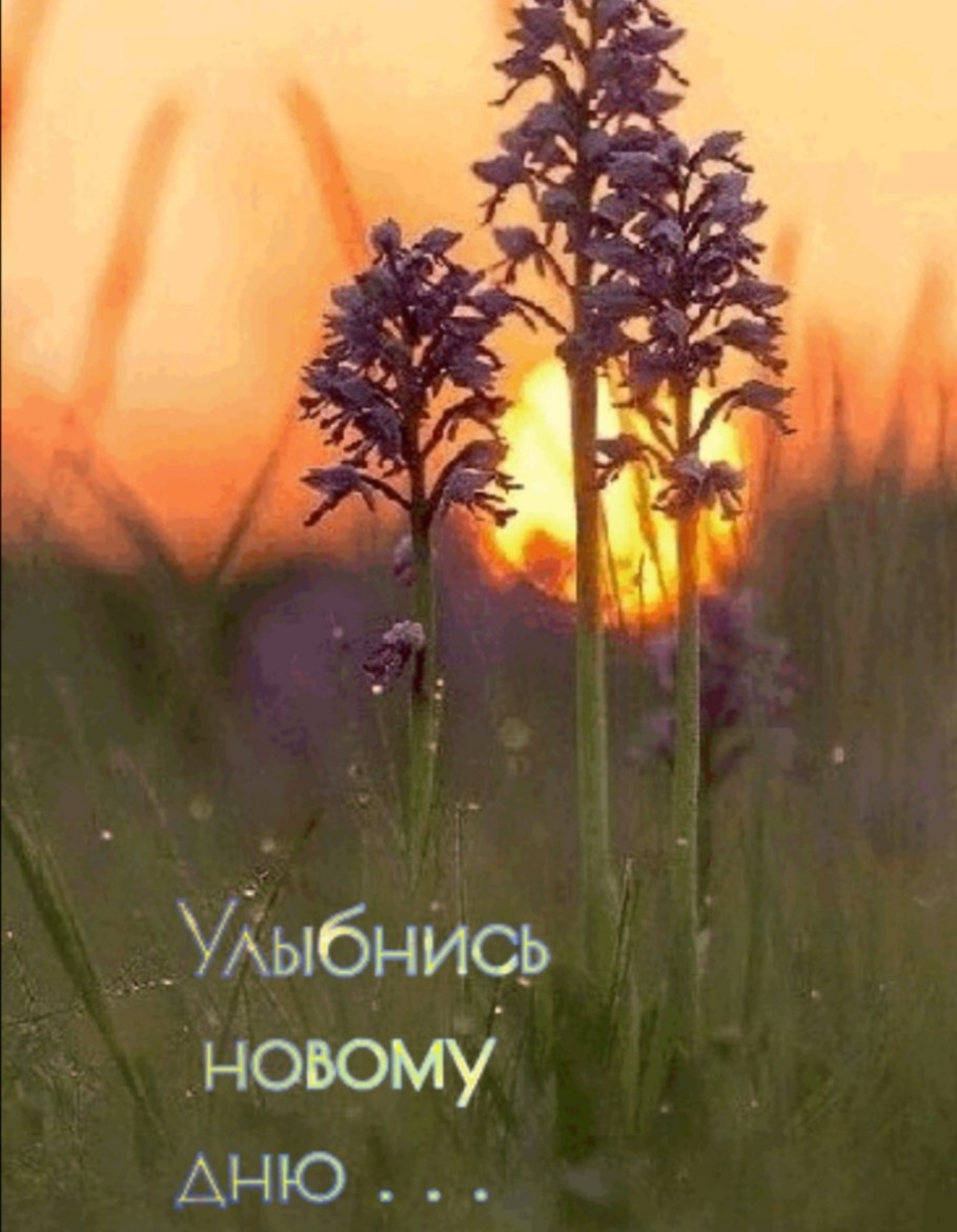 Поле цветов