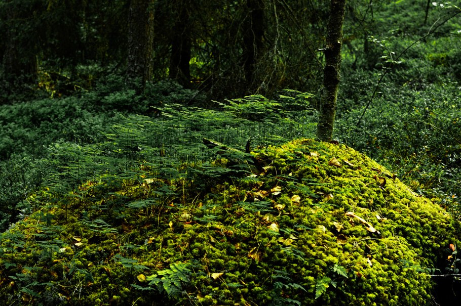 Битцевский парк папоротник