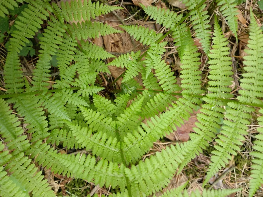 Ведьмин мох