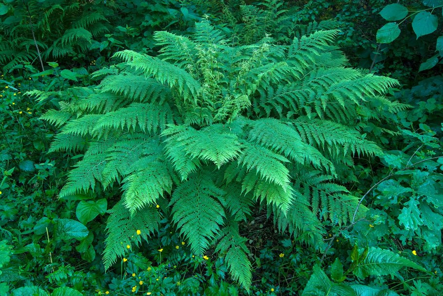 Деннштедтия волосистая - папоротник Приморского края дв