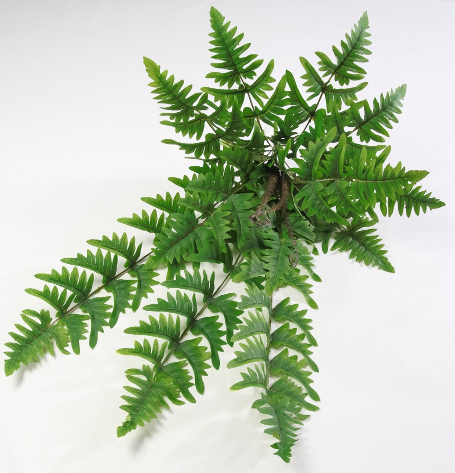 Костенец, асплениум — папоротник